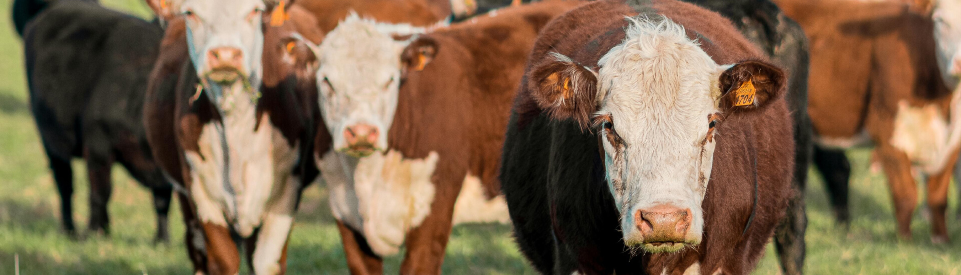 pexels-saarteaga-17956250